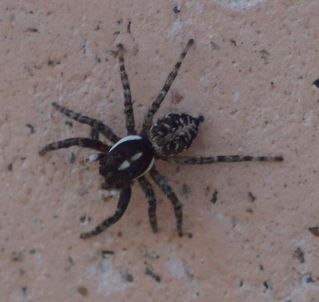 Menemerus semilimbatus